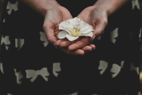 Kostnadsfri bild av blomning, delikat, flora