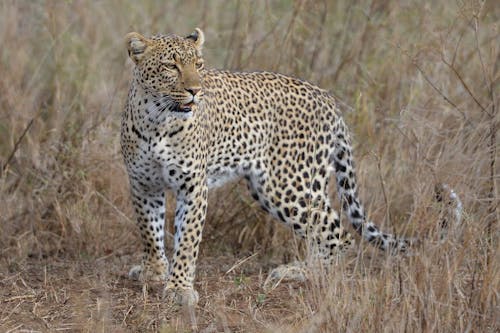 Gratis stockfoto met beest, buiten, carnivoor