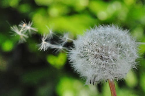 White Dandelion Flower