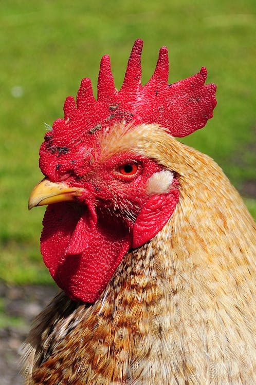 Free Red Hen Stock Photo