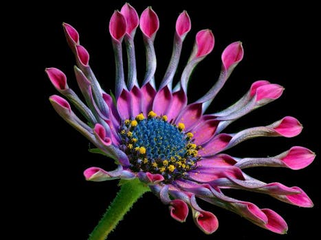    african-daisy-flower