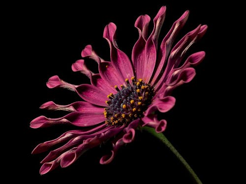 Free Red Spoon Daisy Close-up Photography Stock Photo