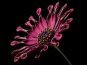 黑色背景上，一朵充满活力的粉红色花朵特写，花瓣卷曲