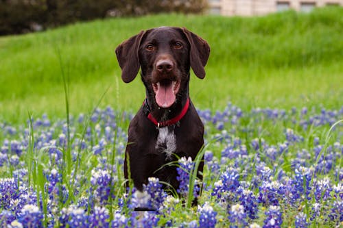 Labrador surrounded with Lavender Flowers