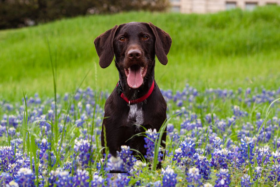 dog boarding spring texas