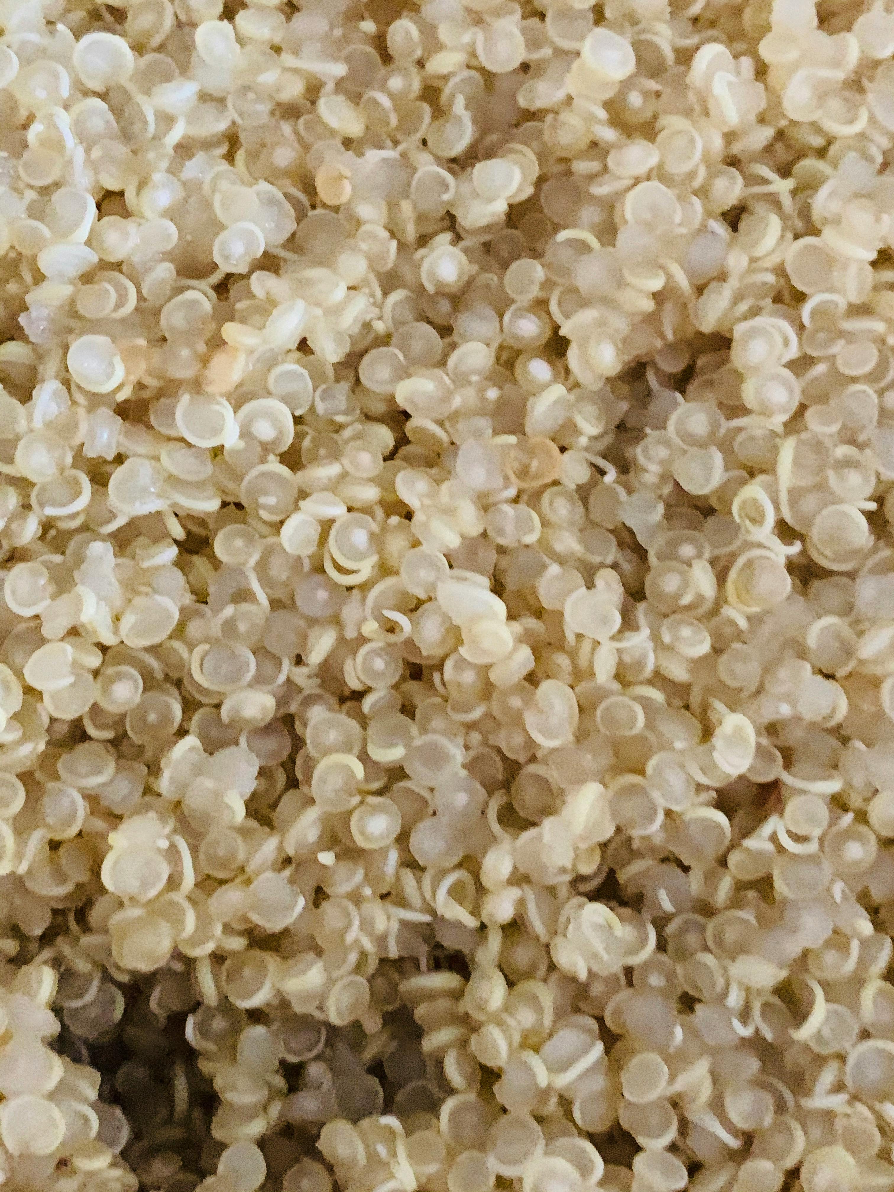 Free stock photo of Cooked Quinoa, Saponin