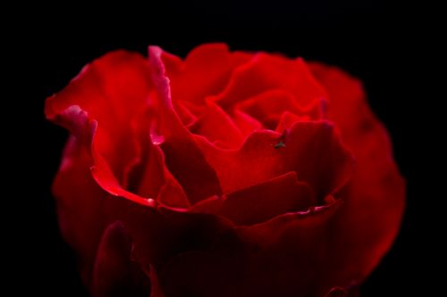 Free Intimate close-up of a vibrant red rose showcasing the delicate soft petals in low light. Stock Photo