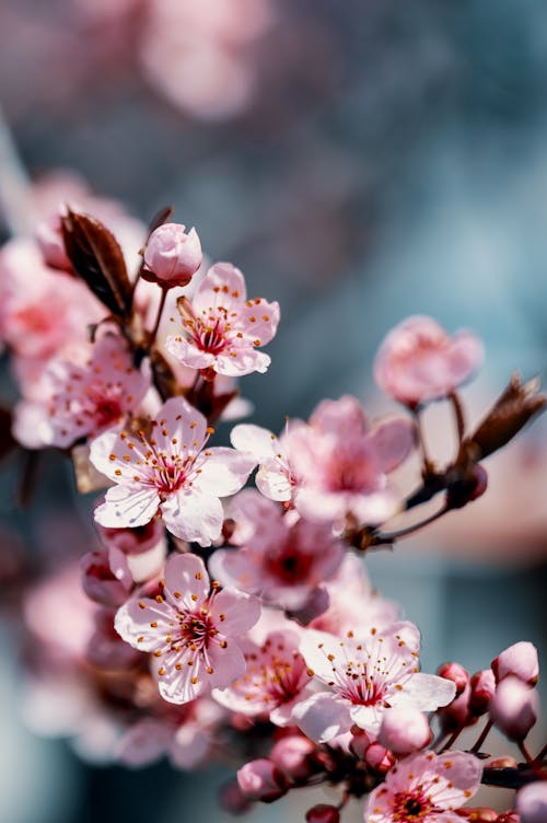 Bright blooming sakura tree branch with delicate flowers · Free Stock Photo