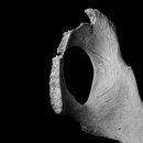 Old dry rough bone on black background
