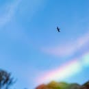 一只色彩如彩虹般鲜艳的飞鸟翱翔在充满活力的天空中