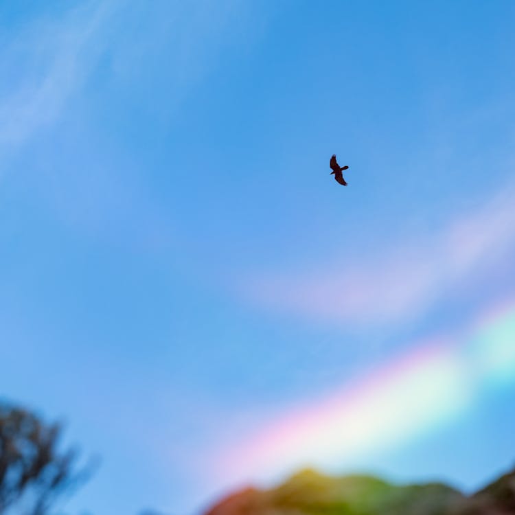 Bird Flying In Blue Sky With Rainbow