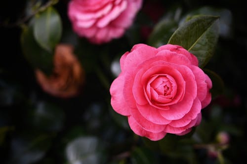 Foto stok gratis bunga, bunga merah jambu, flora