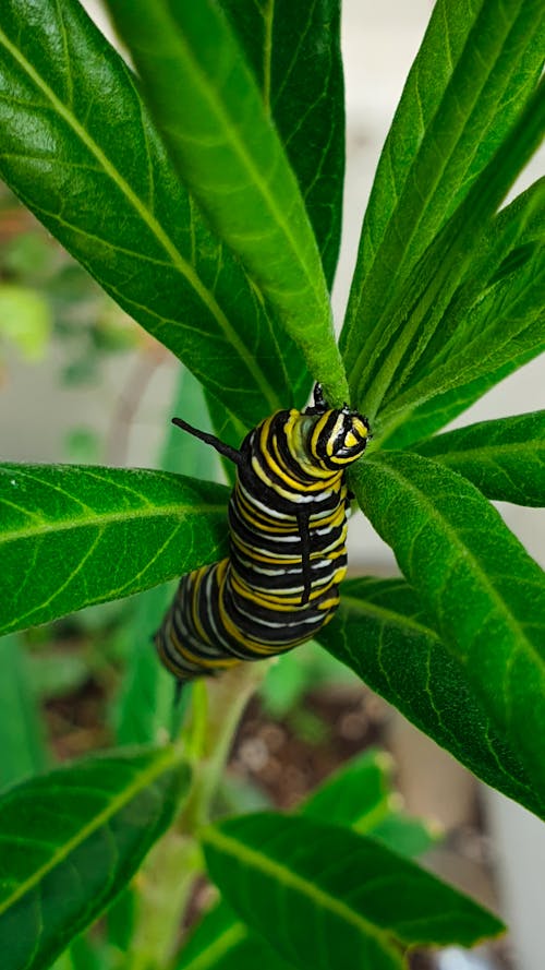 Black and Yellow Caterpillar on Green Leaf