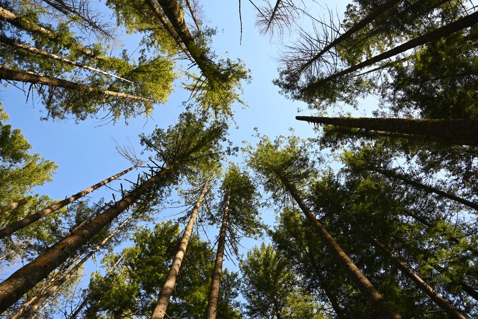 Looking up at towering trees against a clear blue sky — the height challenge in pruning tall trees in Surrey BC
