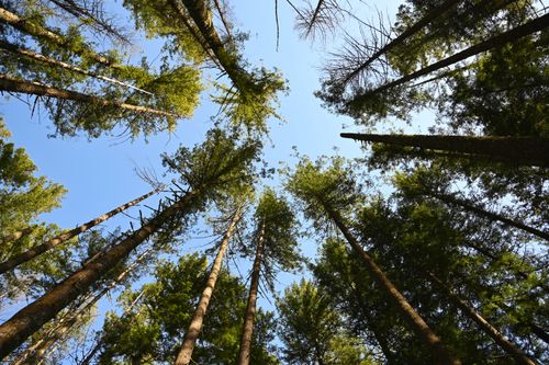 Free Looking up at towering trees in Bellevue forest with clear blue sky. Stock Photo