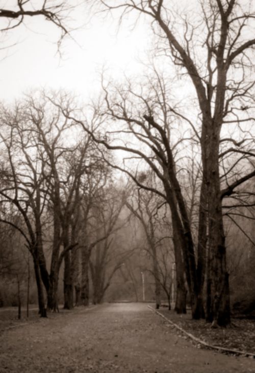 Free Black and white from below of empty pathway between trees with dry branches in autumn under sky Stock Photo