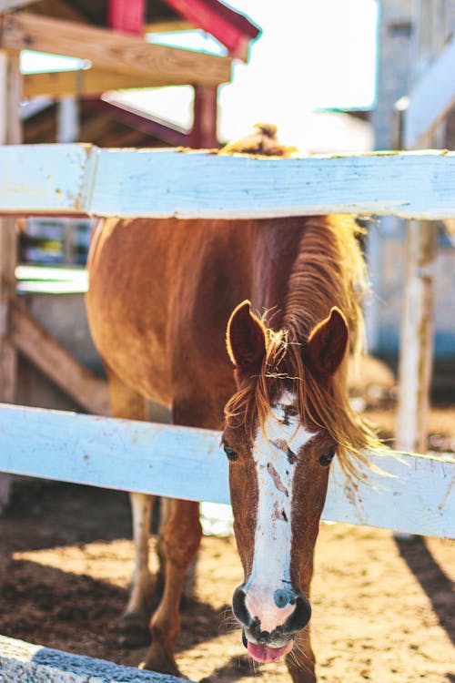 Foto profissional grátis de animal da fazenda, castanho, cavalo