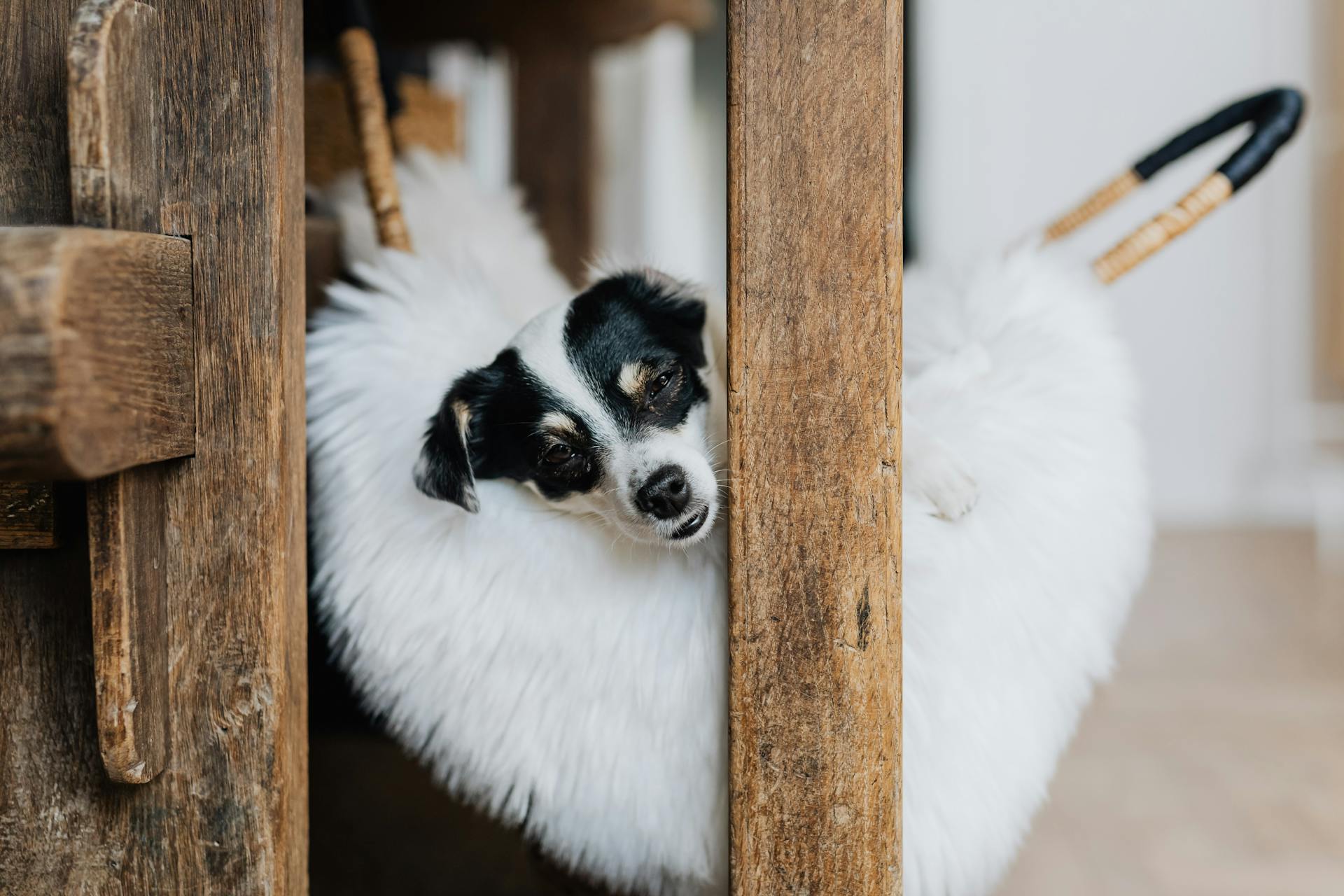 Adorable puppy on fluffy pet bed