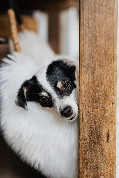 Small adorable lazy Rat Terrier lying on cozy fluffy white pet sleeping bed and looking from behind wooden shabby wall at camera