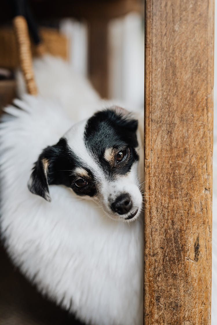 Curious Dog Looking From Behind Shabby Wall