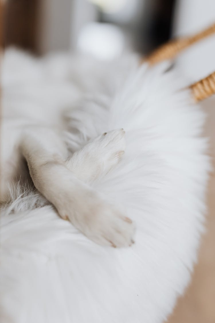 White Dog Paws On Fluffy Cozy Bed