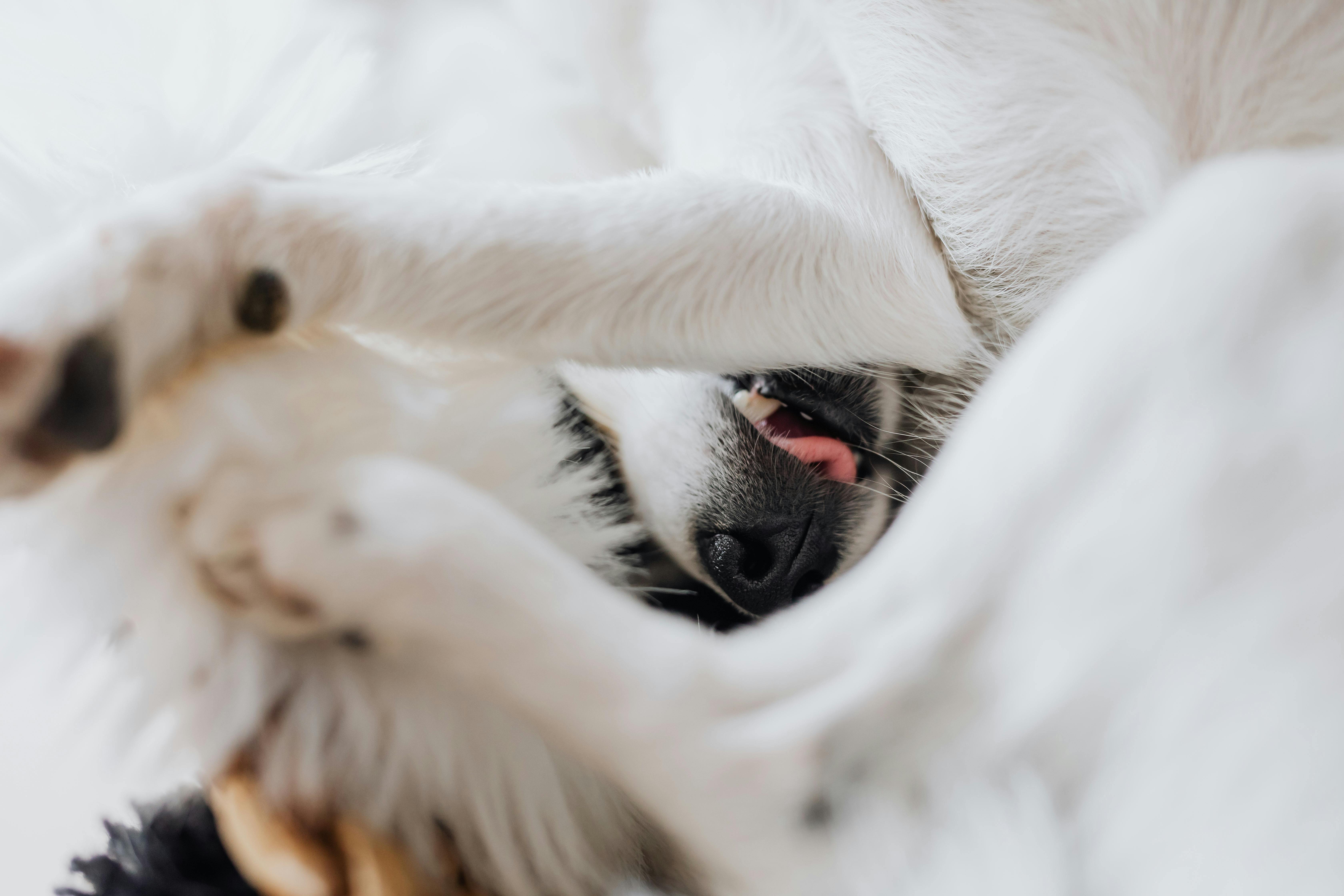 Funny Dog Curled Upside Down and Showing Nose