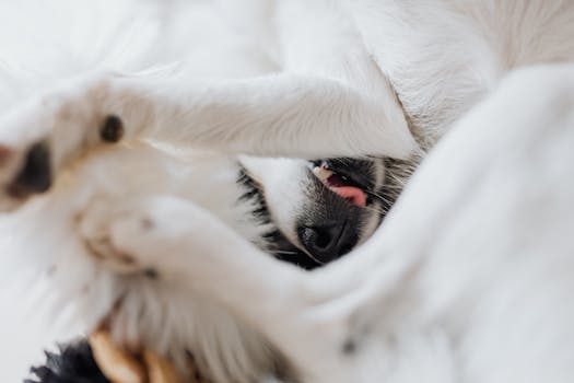 A cute white dog playfully curled up with its nose and tongue visible indoors.