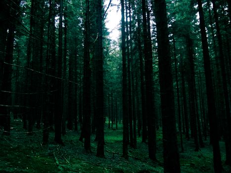 Lush green cedar forest showcasing tall trees and a vibrant natural ambiance.
