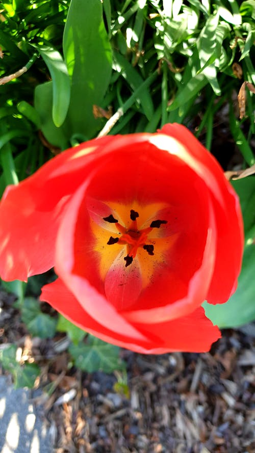 Foto stok gratis bunga merah, waktu musim semi