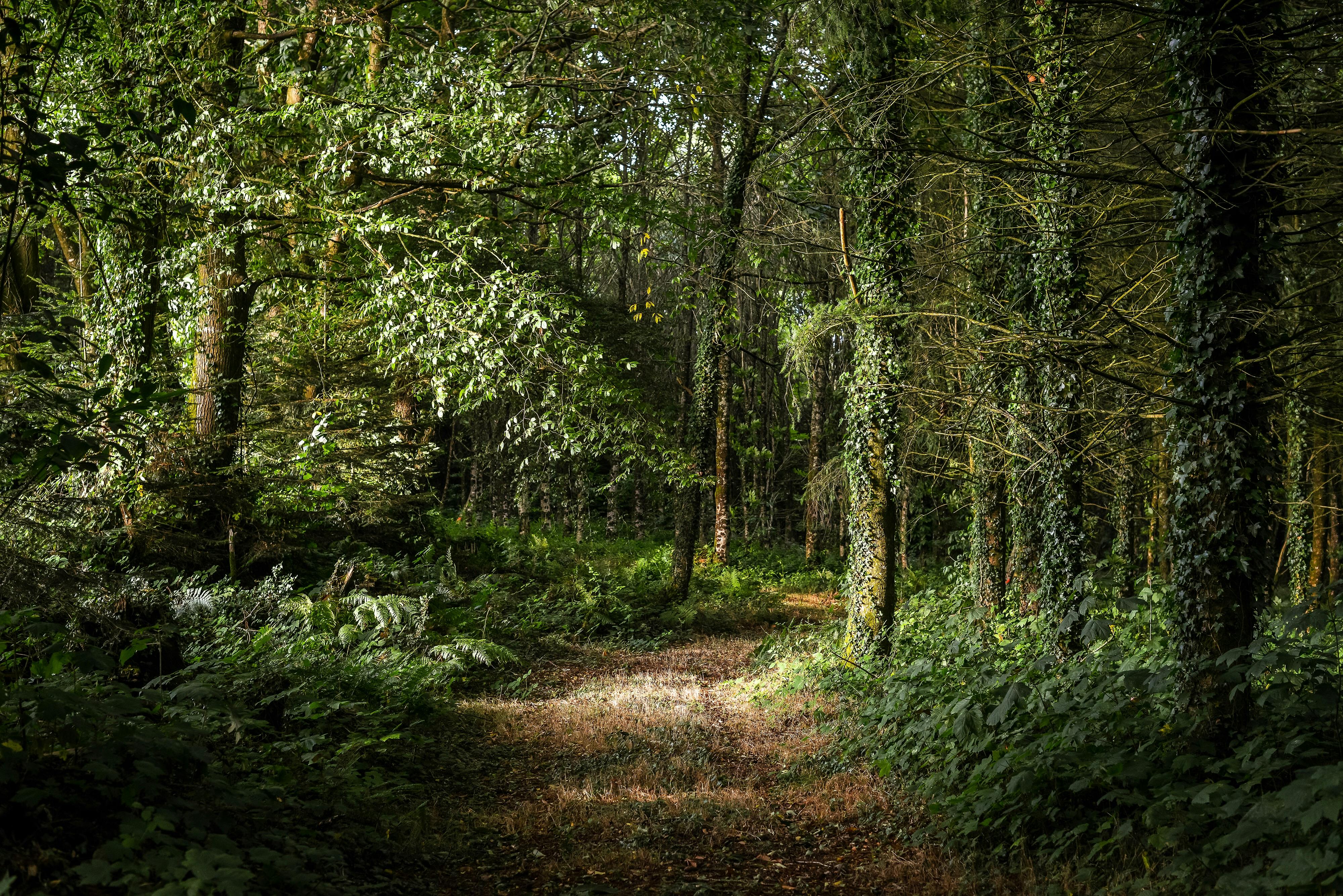 footpath in lush green forest in summer