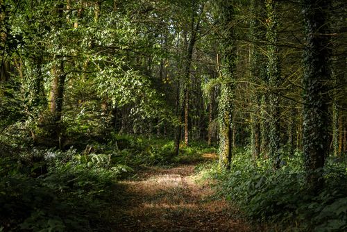 Free Empty narrow pathway between greenery trees and grass in woods in daylight in summertime Stock Photo