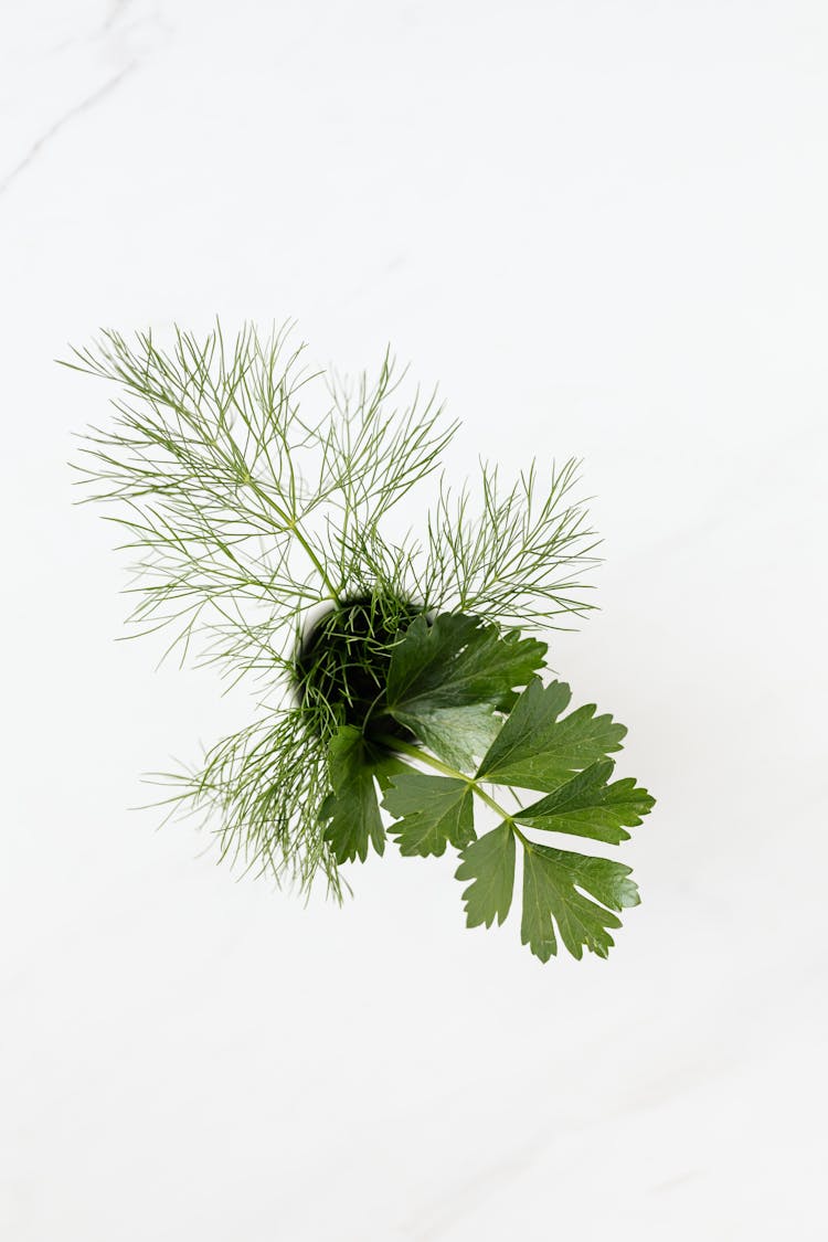 Dill And Parsley Sprigs In Cup On Marble Surface
