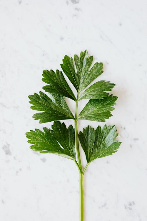 Free Green parsley on marble table Stock Photo