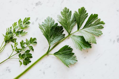 Top view of natural green composition with parsley branches placed on white table with grey dots ingredient preparing for cooking