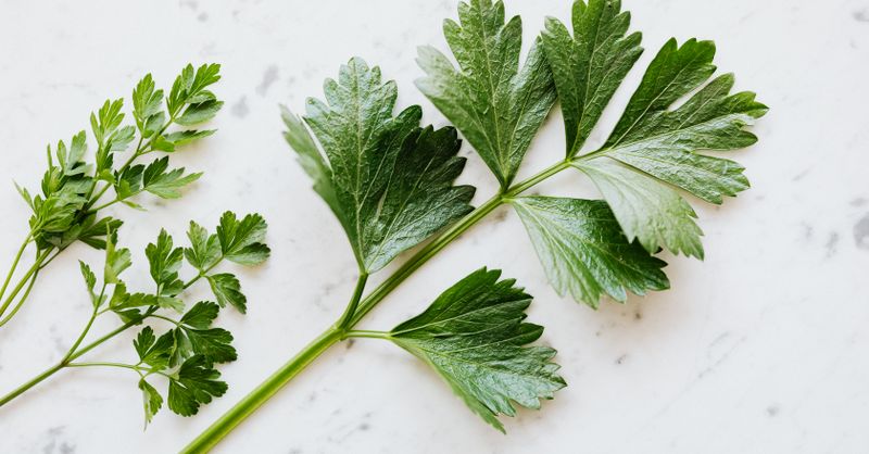 Herbes aromatiques : le guide pratique, de la cuisine au jardin