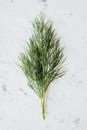 Bunch of fresh dill placed on table