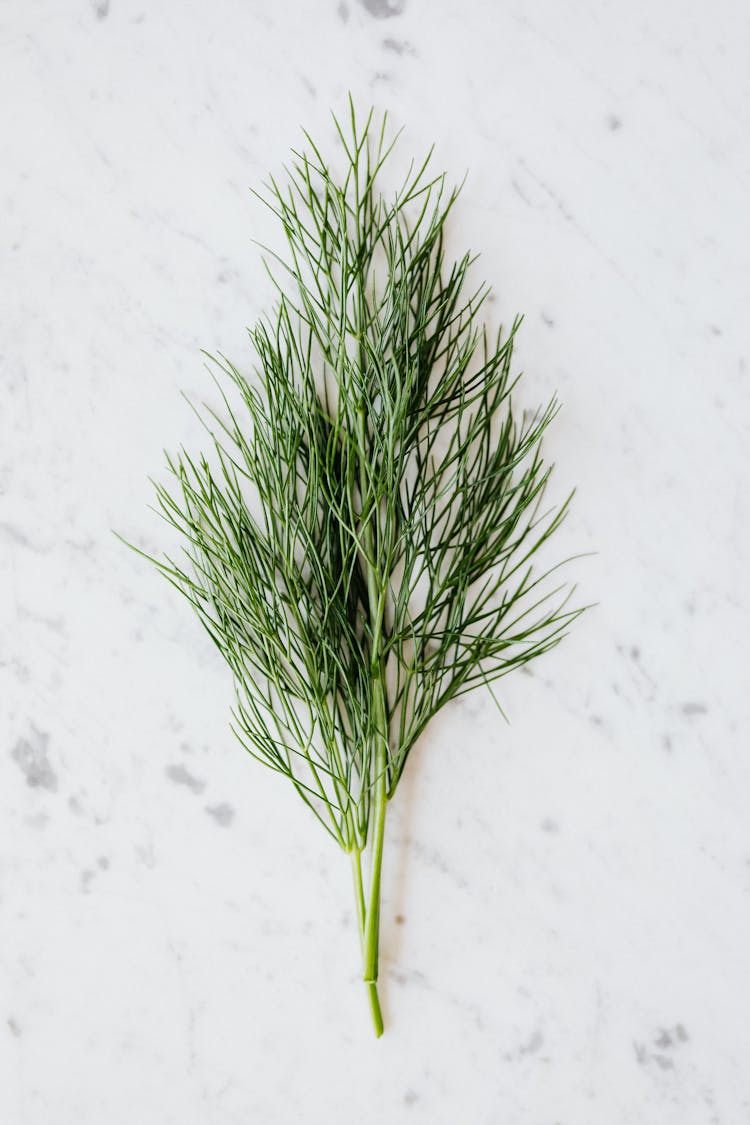 Bunch Of Fresh Dill Placed On Table