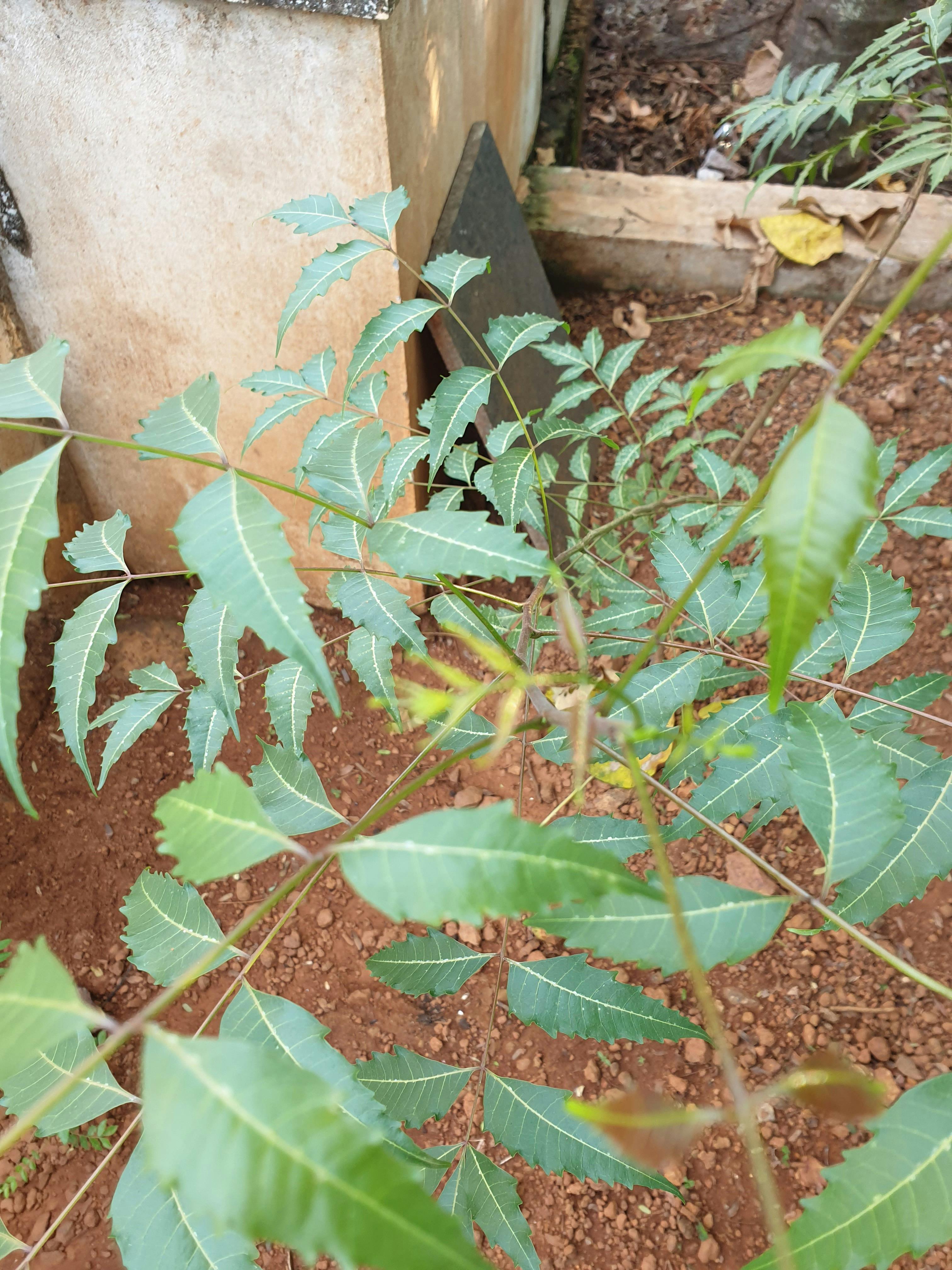 A variety of aromatic incense sticks, including sandalwood and lavender, laid out for a mindfulness session.