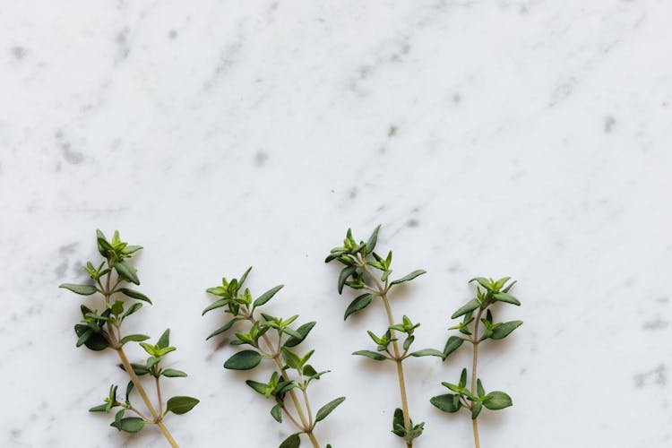 Green Thyme On White Table In Kitchen