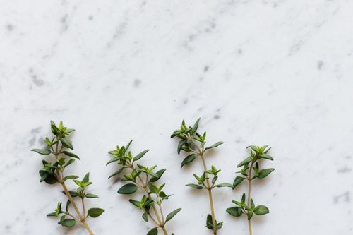 Free Top view of fresh green plant thyme placed on table in kitchen composition of spice preparing for meal at home Stock Photo