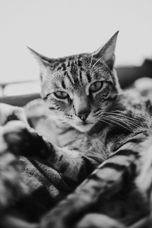 Monochrome Photo of Tabby Cat