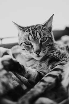 一只放松的家养虎斑猫的单色特写图像