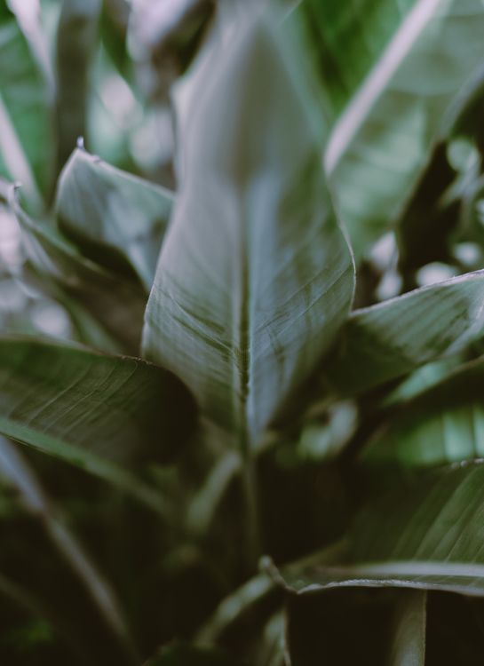 Green Leaf Plant in Close Up Photography · Free Stock Photo