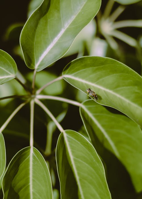 Free From above of bright greenery leaves with insect and veins on surface growing on thin stems in garden Stock Photo