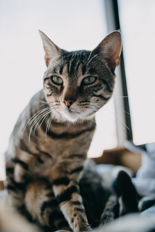 Adorable attentive cat with thin whiskers and stripes on fur looking away near window in house