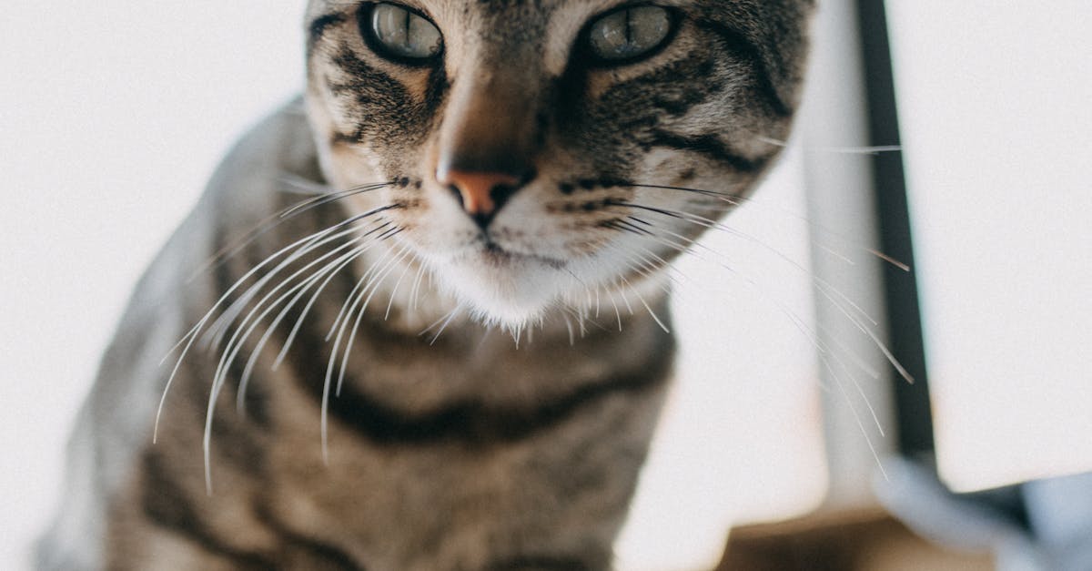 Adorable attentive cat with thin whiskers and stripes on fur looking away near window in house