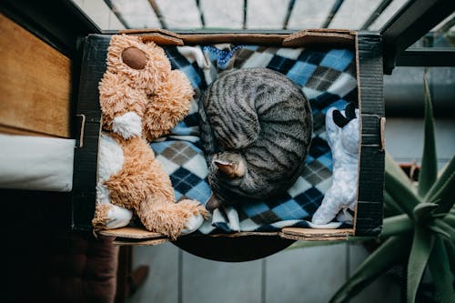 Black Tabby Cat Sleeping on its Bed