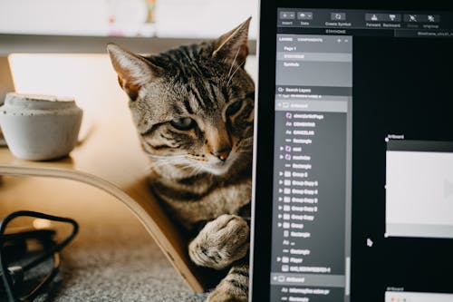 Chat Mignon Près D'un Ordinateur Portable Ouvert Avec Un Logiciel En Interne