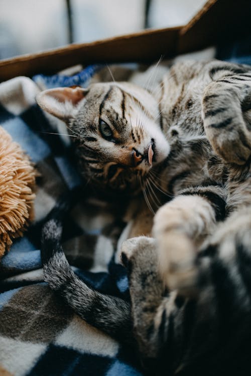 Free From above of cute cat lying on back with tongue out on plaid at home while looking away Stock Photo