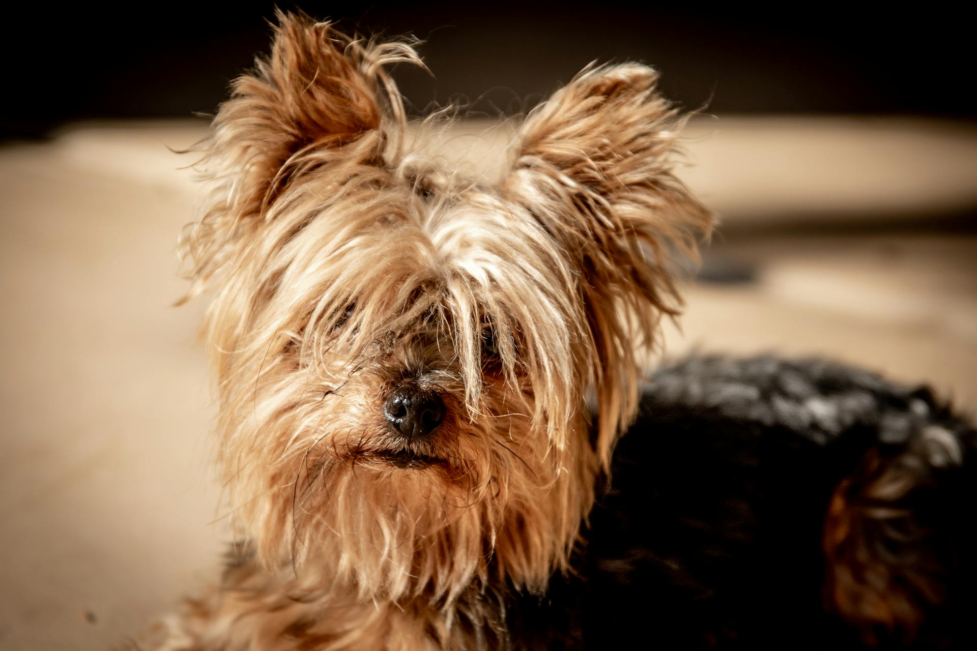 Närbilder av en pälsig hund